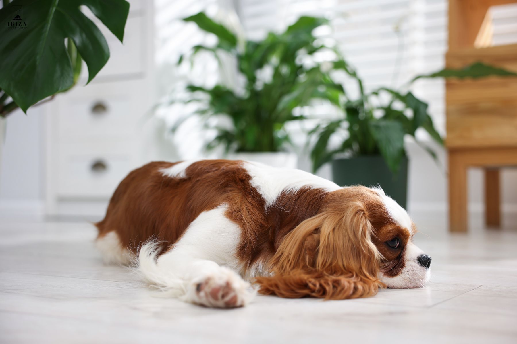 大板磚推薦,大規格磁磚,120x240大板磚,寵物友善裝潢,寵物宅設計,養狗地板選擇,貓奴裝修建議,寵物家庭建材,地板耐刮,磁磚不吸水/磁磚不吃色,去除寵物尿味,無接縫地板/磁磚接縫少