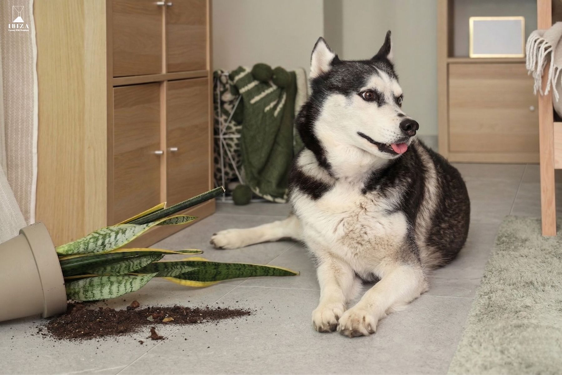 大板磚推薦,大規格磁磚,120x240大板磚,寵物友善裝潢,寵物宅設計,養狗地板選擇,貓奴裝修建議,寵物家庭建材,地板耐刮,磁磚不吸水/磁磚不吃色,去除寵物尿味,無接縫地板/磁磚接縫少
